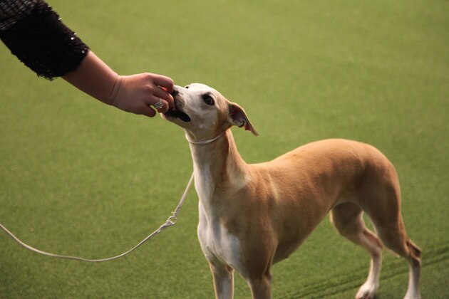 Bourbon gets a treat at the Westminster Kennel Club Dog Show, Monday, Feb. 11, 2019, in New York. (AP Photo/Peter Hamlin)