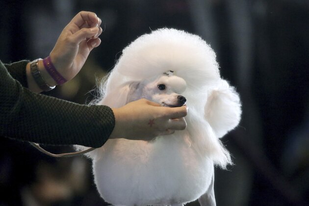 A toy poodle is groomed ahead of the Best of Breed event at the Westminster Kennel Club dog show on Monday, Feb. 11, 2019, in New York. (AP Photo/Wong Maye-E)