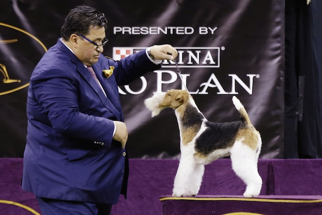 King, a wire fox terrier, competes with the terrier group at the 143rd Westminster Kennel Club Dog Show Tuesday, Feb. 12, 2019, in New York. (AP Photo/Frank Franklin II)