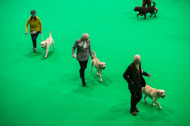 Labrador retriever dogs are judged on the first day of the Crufts dog show at the National Exhibition Centre in Birmingham, central England, on March 7, 2019. (Photo by OLI SCARFF / AFP) (Photo credit should read OLI SCARFF/AFP/Getty Images) Labrador retriever dogs are judged on the first day of the Crufts dog show at the National Exhibition Centre in Birmingham, central England, on March 7, 2019. (Photo by OLI SCARFF / AFP) (Photo credit should read OLI SCARFF/AFP/Getty Images)