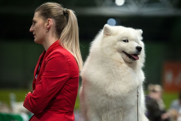 A woman waits with her samoyed dog by its pen on the second day of the Crufts dog show at the National Exhibition Centre in Birmingham, central England, on March 8, 2019. (Photo by OLI SCARFF / AFP)        (Photo credit should read OLI SCARFF/AFP/Getty Images)