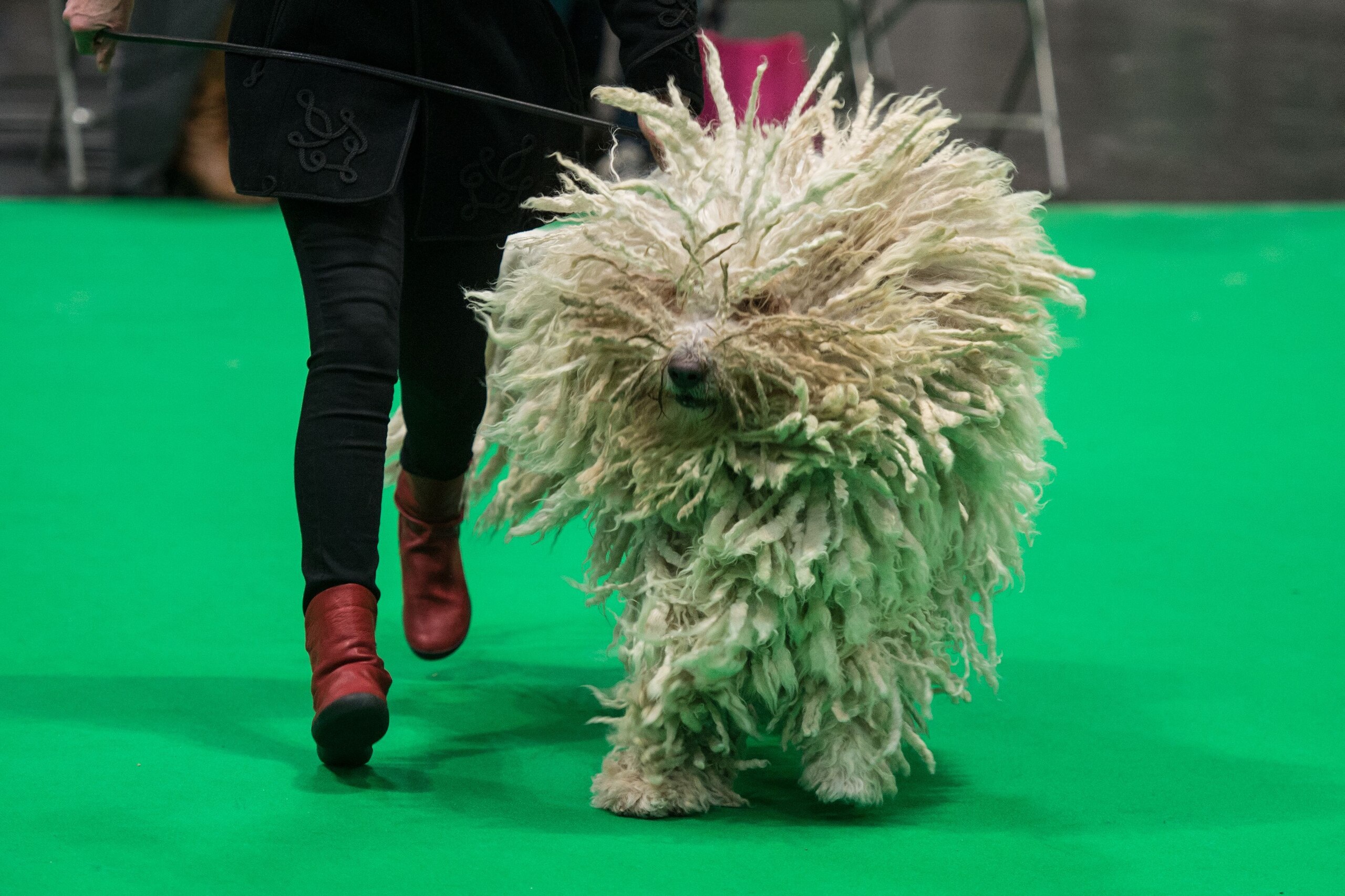 A woman runs with her Komondor dog as its judged in a show ring on the second day of the Crufts dog show at the National Exhibition Centre in Birmingham, central England, on March 8, 2019. (Photo by OLI SCARFF / AFP)        (Photo credit should read OLI SCARFF/AFP/Getty Images)