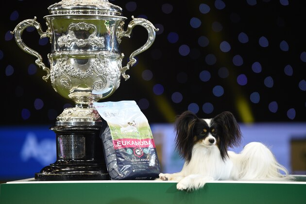 Winner of Best in Show, the Papillon, 'Dylan' poses with the trophy on the final day of the Crufts dog show at the National Exhibition Centre in Birmingham, central England, on March 10, 2019. - Crufts is one of the largest dog events in the the world, with thousands of dogs competing for the coveted title of 'Best in Show'. Founded in 1891 by the late Charles Cruft, today the four-day show attracts entrants from around the world. (Photo by OLI SCARFF / AFP)        (Photo credit should read OLI SCARFF/AFP/Getty Images)