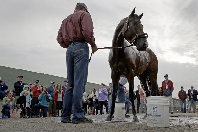 Kentucky Derby hopeful Omaha Beach gets a bath after a workout at Churchill Downs Tuesday, April 30, 2019, in Louisville, Ky. The 145th running of the Kentucky Derby is scheduled for Saturday, May 4. (AP Photo/Charlie Riedel)