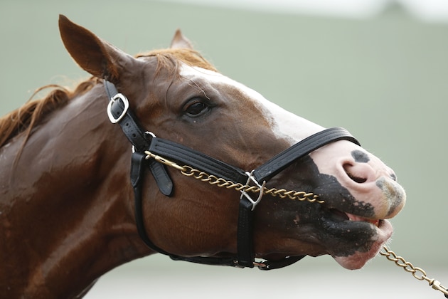 LOUISVILLE, KENTUCKY - MAY 01:  Improbable is washed in the barn area after morning workouts in preparation for the 145th running of the Kentucky Derby at Churchill Downs on May 1, 2019 in Louisville, Kentucky. (Photo by Michael Reaves/Getty Images)