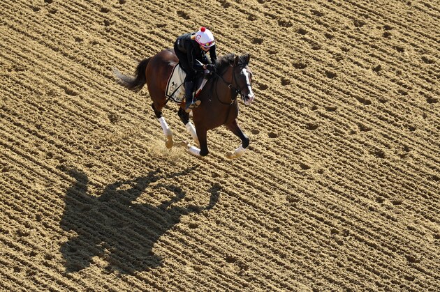 BALTIMORE, MARYLAND - MAY 15: War of Will trains on the track during a training session for the upcoming Preakness Stakes at Pimlico Race Course on May 15, 2019 in Baltimore, Maryland. (Photo by Rob Carr/Getty Images)