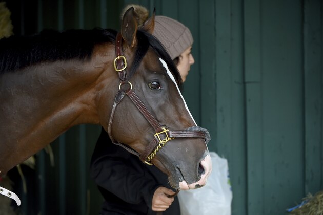 Preakness contender War of Will is led through the barn, Tuesday, May 14, 2019, at Pimlico Race Course in Baltimore. The Preakness Stakes horse race is scheduled to take place Saturday, May 18. (AP Photo/Will Newton)