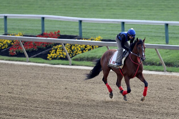 BALTIMORE, MARYLAND - MAY 16: Bodexpress works out during a training session for the upcoming Preakness Stakes at Pimlico Race Course on May 16, 2019 in Baltimore, Maryland. (Photo by Rob Carr/Getty Images)