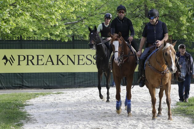 Improbable is led back the barn during training for Saturday's Preakness horse race at Pimlico race track in Baltimore, Friday, May 17, 2019. (AP Photo/Steve Helber)