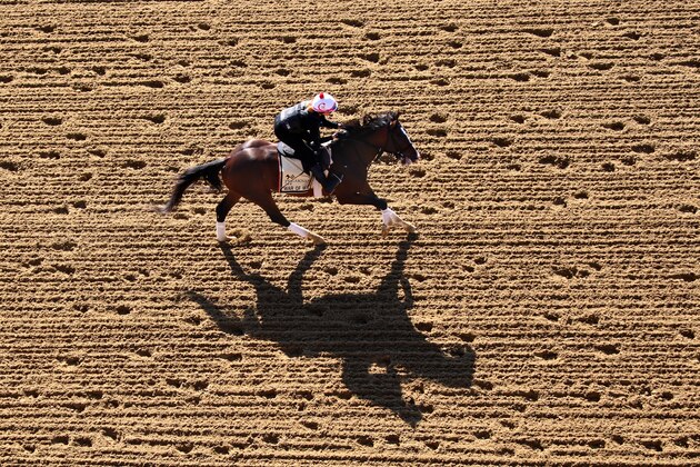 BALTIMORE, MARYLAND - MAY 15: War of Will trains on the track during a training session for the upcoming Preakness Stakes at Pimlico Race Course on May 15, 2019 in Baltimore, Maryland. (Photo by Rob Carr/Getty Images)