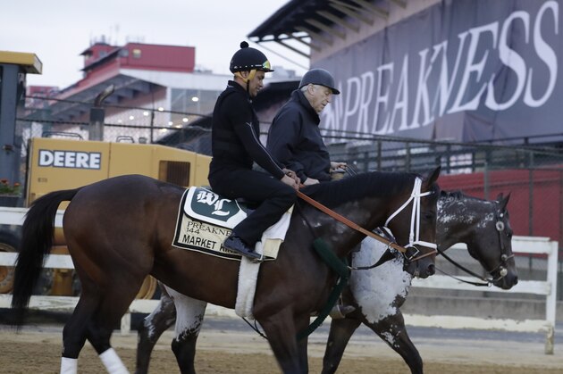 Market King heads back to the barn after a light workout as the field is prepared for the running of the 144th Preakness horse race at Pimlico race track in Baltimore, Md., Saturday, May 18, 2019. (AP Photo/Steve Helber)