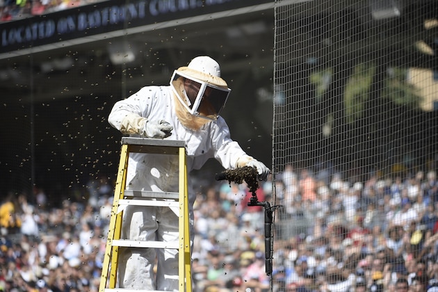 SAN DIEGO, CA - JUNE 2:  A beekeeper removes bees from a microphone behind home plate during the third inning of a baseball game between the San Diego Padres and the Miami Marlins at Petco Park June 2, 2019 in San Diego, California. The bees caused a delay of game.  (Photo by Denis Poroy/Getty Images)