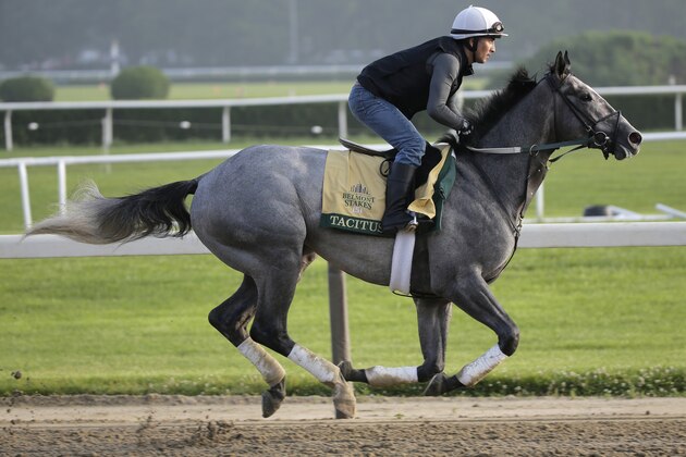 Exercise rider Joe Ramos rides Tacitus during a workout at Belmont Park in Elmont, N.Y., Thursday, June 6, 2019. The 151st Belmont Stakes horse race will be run on Saturday, June 8, 2019. (AP Photo/Seth Wenig)