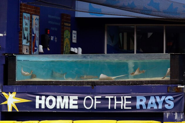 ST. PETERSBURG, FL - APRIL 24:  The Rays tank during the game between the Tampa Bay Rays and the New York Yankees at Tropicana Field on April 24, 2013 in St. Petersburg, Florida.  (Photo by J. Meric/Getty Images)