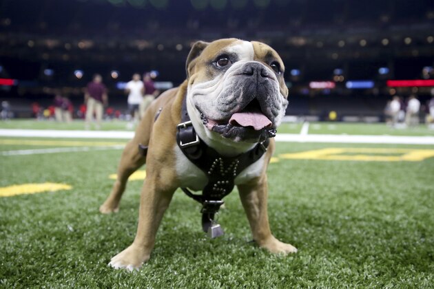 The Mississippi State Bulldogs mascot, Bully, on the field before their NCAA football game against the Louisiana-Lafayette Ragin Cajuns in New Orleans, Saturday, Aug. 31, 2019. (AP Photo/Chuck Cook)