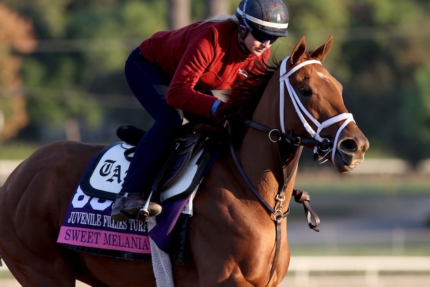 ARCADIA, CALIFORNIA- OCTOBER 27: Sweet Melania on track at Santa Anita Park on October 27, 2019 in Arcadia, California (Photo by Horsephotos/Getty Images)