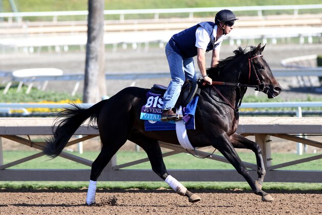 ARCADIA, CALIFORNIA- OCTOBER 27: Vitalogy on track at Santa Anita Park on October 27, 2019 in Arcadia, California (Photo by Horsephotos/Getty Images)