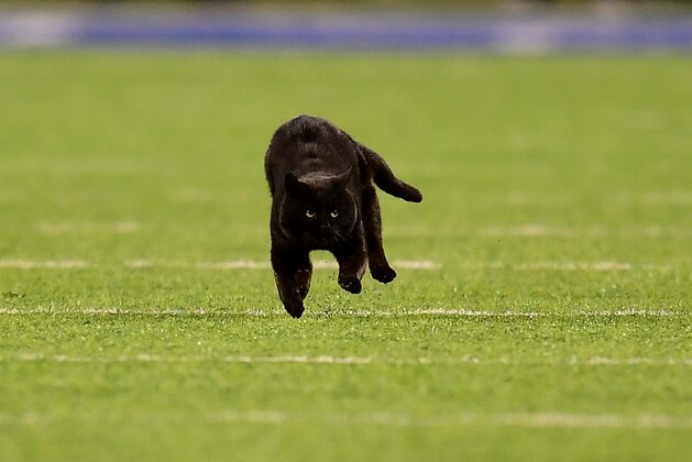 EAST RUTHERFORD, NEW JERSEY - NOVEMBER 04:  A black cat runs on the field during the second quarter of the New York Giants and Dallas Cowboys game at MetLife Stadium on November 04, 2019 in East Rutherford, New Jersey. (Photo by Emilee Chinn/Getty Images)