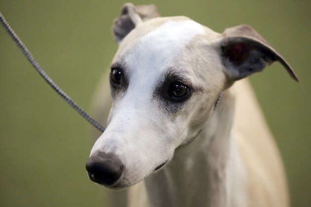 Whiskey the whippet competes in the Best of Breed event at the Westminster Kennel Club dog show on Monday, Feb. 11, 2019, in New York. (AP Photo/Wong Maye-E)