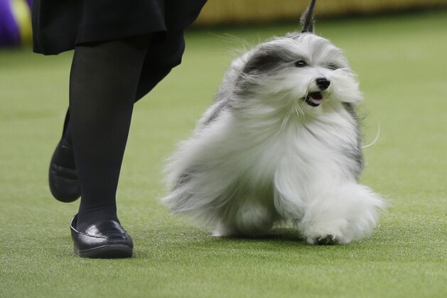 Bono, a Havanese, competes in Best in Show at the 143rd Westminster Kennel Club Dog Show on Tuesday, Feb. 12, 2019, in New York. King, a wire fox terrier, won Best in Show. Bono came in second among the more than 2,800 dogs who entered. (AP Photo/Frank Franklin II)