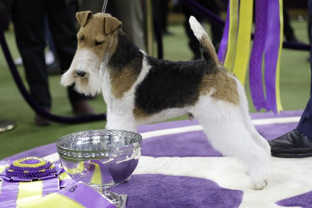 FILE - In this Feb. 12, 2019, file photo, King, a wire fox terrier, poses for photographs after winning Best in Show at the 143rd Westminster Kennel Club Dog Show in New York. Competition begins Saturday, Feb. 8, 2020 with the agility event that's open to mutts and everyone else. Breed judging for beagles, whippets and the newly welcomed Azawakh in the purebred portion of the show starts Sunday.  (AP Photo/Frank Franklin II, File)
