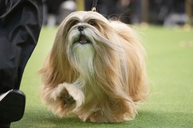 A Lhasa Apso competes during the 144th Westminster Kennel Club dog show, Monday, Feb. 10, 2020, in New York. (AP Photo/Mark Lennihan)