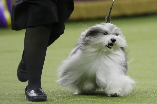 Bono, a Havanese, competes in Best in Show at the 143rd Westminster Kennel Club Dog Show on Tuesday, Feb. 12, 2019, in New York. King, a wire fox terrier, won Best in Show. Bono came in second among the more than 2,800 dogs who entered. (AP Photo/Frank Franklin II)