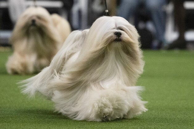 Lhasa Apso's compete during the 144th Westminster Kennel Club dog show, Monday, Feb. 10, 2020, in New York. (AP Photo/Mark Lennihan)