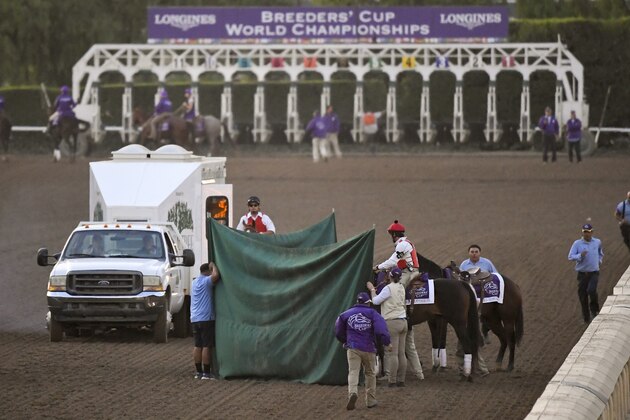 Track workers treat Mongolian Groom after the Breeders' Cup Classic horse race at Santa Anita Park, Saturday, Nov. 2, 2019, in Arcadia, Calif. The jockey eased him up near the eighth pole in the stretch. The on-call vet says he has