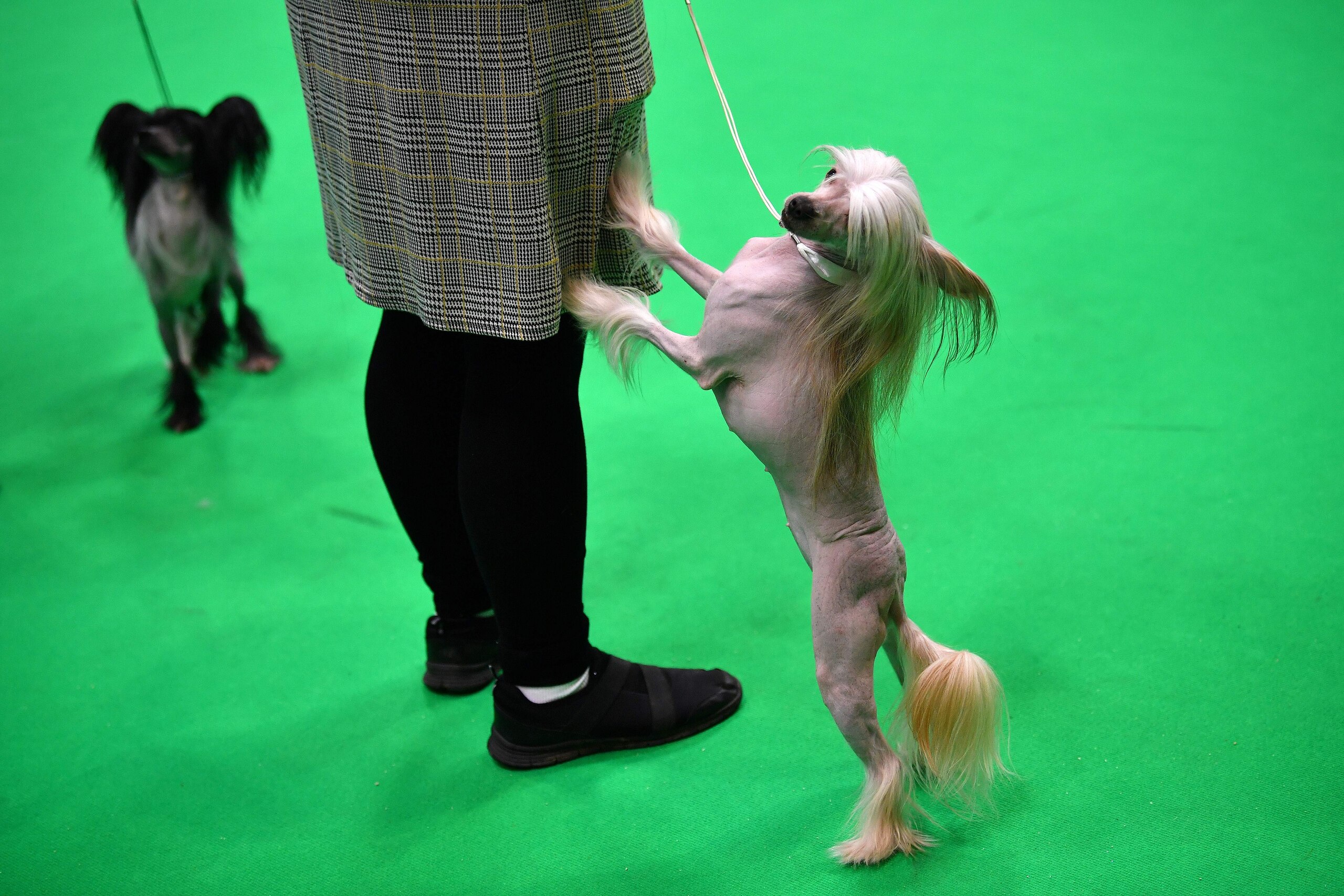 A Chinese Crested dog stands with its owner in the parade ring on the first day of the Crufts dog show at the National Exhibition Centre in Birmingham, central England, on March 5, 2020. (Photo by Ben STANSALL / AFP) (Photo by BEN STANSALL/AFP via Getty Images)