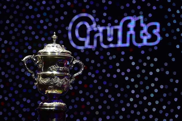 The trophy for the Best in Show category awaits the winner at the Crufts Dog Show in Birmingham, in central England on March 13, 2016 / AFP / Leon NEAL        (Photo credit should read LEON NEAL/AFP via Getty Images)