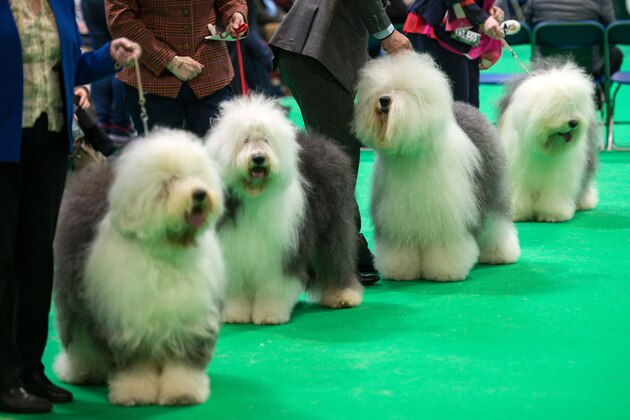 Old English Sheepdogs are judged on the third day of the Crufts dog show at the National Exhibition Centre in Birmingham, central England, on March 7, 2020. (Photo by OLI SCARFF / AFP) (Photo by OLI SCARFF/AFP via Getty Images)