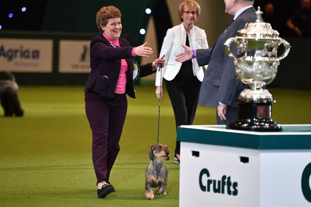 Winner of Best in Show, the Wire Haired Dachshund,
