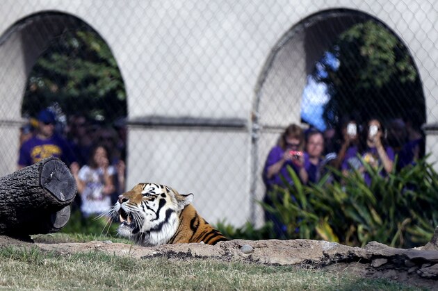 Mike VI, LSU's tiger mascot, rests in his habitat before an NCAA college football game Between LSU and Florida, Saturday, Oct. 17, 2015, in Baton Rouge, La. Mike won't make any more appearances in Tiger Stadium this football season, the university announced Saturday. (AP Photo/Gerald Herbert)