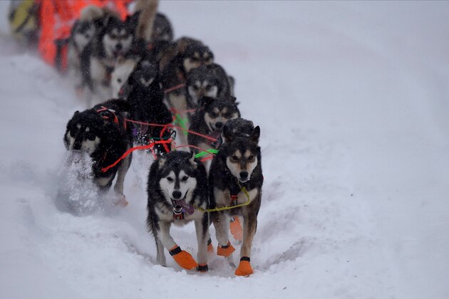 WILLOW, AK - MARCH 08: Sled dogs of Thomas Waerner's (Torpa, Norway) team run during the restart of the 2020 Iditarod Sled Dog Race at Willow Lake on March 8, 2020 in Willow, Alaska. (Photo by Lance King/Getty Images)