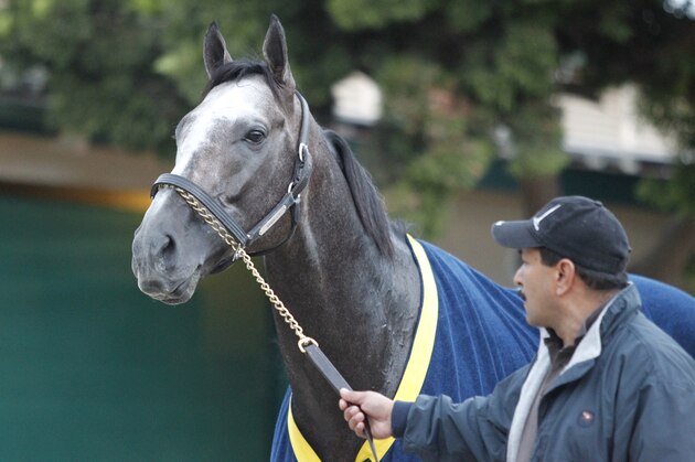 DEL MAR, CA NOVEMBER 2: Arrogate on track in preparation for the Breeders' Cup at Del Mar Race Track on November 2, 2017 in Del Mar, California (Photo by Horsephotos/Getty Images)