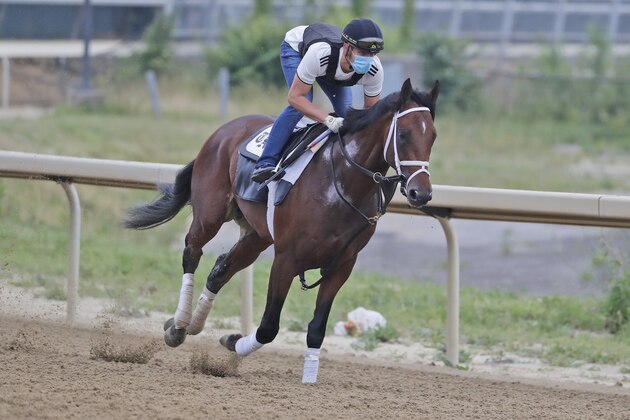 Dr Post works out on a track at Belmont Park in Elmont, N.Y., Thursday, June 18, 2020. Tiz the Law looks every bit like the best 3-year-old in the world and is the Triple Crown favorite, even with the races being run out of their normal order. It'll take something spectacular Saturday from a watered-down field to prevent him from becoming the first New York-bred horse to win the Belmont Stakes in over 130 years. (AP Photo/Seth Wenig)