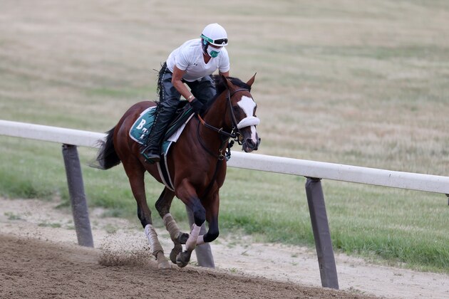 ELMONT, NEW YORK - JUNE 18:  Tiz The Law gallops with Exercise Rider Robin Smullen up during morning training prior to the 152nd running of the Belmont Stakes at Belmont Park on June 18, 2020 in Elmont, New York. (Photo by Al Bello/Getty Images)