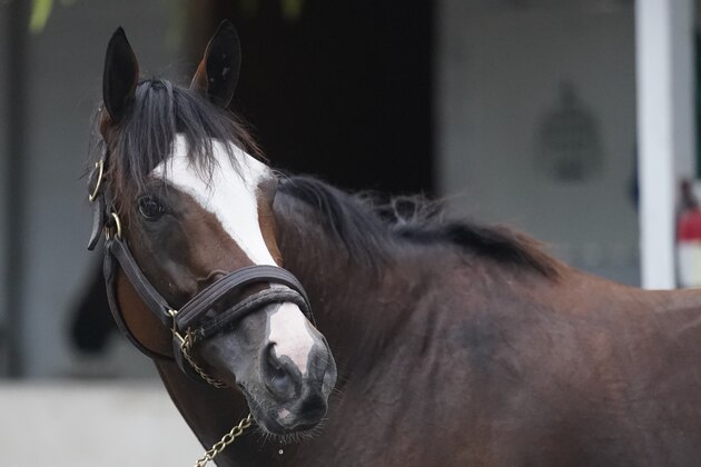 Kentucky Derby entry Tiz the Law gets a bath following a workout at Churchill Downs, Wednesday, Sept. 2, 2020, in Louisville, Ky. The 146th running of the Kentucky Derby is scheduled for Saturday, Sept. 5. (AP Photo/Darron Cummings)