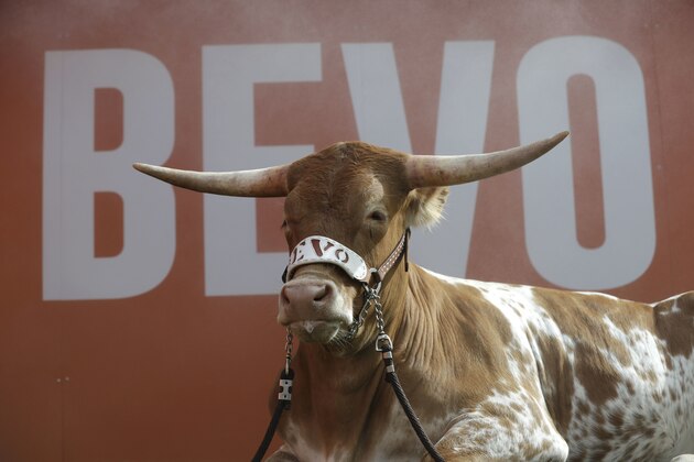 Bevo XV, Texas' new mascot sits under a mist prior to a NCAA college football game against UTEP, Saturday, Sept. 10, 2016, in Austin. (AP Photo/Eric Gay)