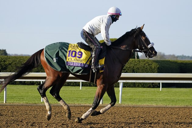 Belmont Stakes winner Tiz the Law is taken for a workout at the Breeders' Cup World Championship horse races at Keeneland Race Course Thursday, Nov. 5, 2020, in Lexington, Ky. Tiz the Law is scheduled to run in the Breeders' Cup Classic race Saturday. (AP Photo/Mark Humphrey)