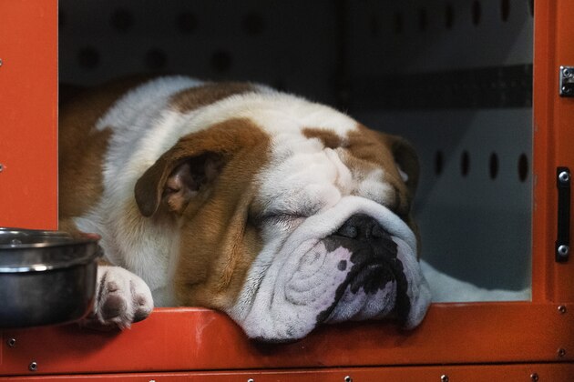 Thor the bulldog naps before competition at the 144th Westminster Kennel Club dog show, Monday, Feb. 10, 2020, in New York. Thor most recently won the Kennel Club of Philadelphia's National Dog Show in November, 2019. (AP Photo/Mark Lennihan)