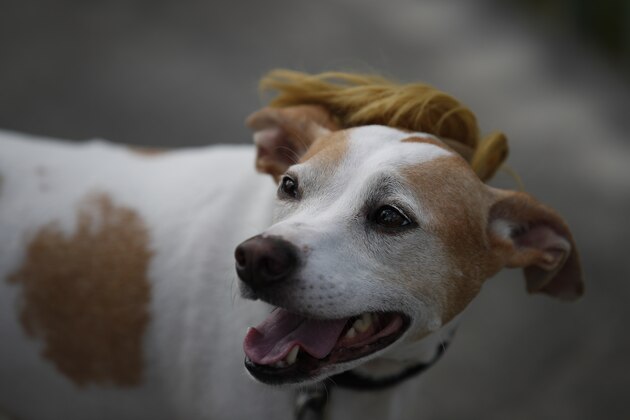 A dog wears a wig meant to represent President Donald Trump as it arrives with its owner at an early voting center at the Model City Branch Library in Miami, Sunday, Nov. 1, 2020.(AP Photo/Rebecca Blackwell)