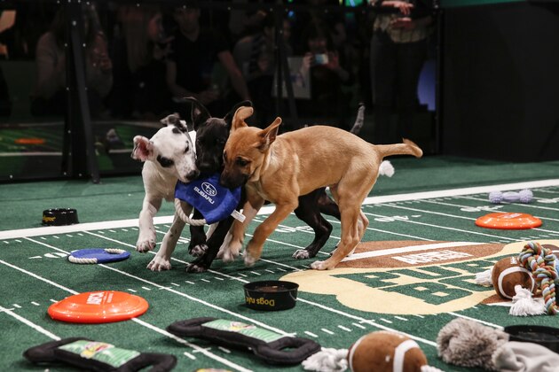 IMAGE DISTRIBUTED FOR DISCOVERY COMMUNICATIONS - Atmosphere at the Puppy Bowl X at the Discovery Times Square Experience in New York on Tuesday, Jan. 28, 2014. (Mark Von Holden/AP Images for Discovery Communications)