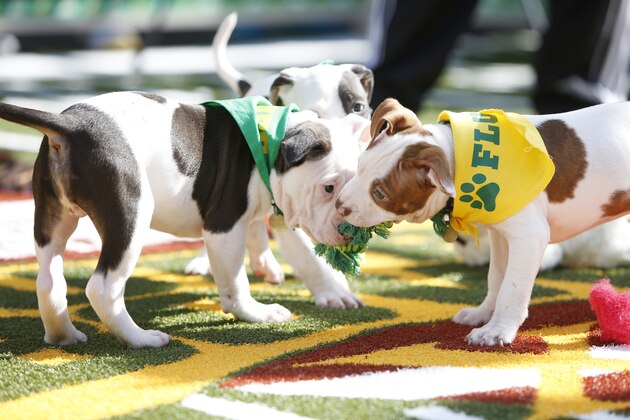 IMAGE DISTRIBUTED FOR DISCOVERY COMMUNICATIONS - Adoptable pit mixes from the East Bay SPCA compete at Animal Planet's Puppy Bowl Cafe at Gott's Roadside on Thursday, Feb. 4, 2016 at the Ferry Building in San Francisco. (Alison Yin/ AP Images for Discovery Communications)