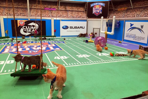 Kittens run around a miniature football field on Wednesday, Sept. 28, 2016, during the taping of Kitten Bowl IV in New York, an annual special that airs on the Hallmark Channel each Super Bowl Sunday. (AP Photo/Leanne Italie)