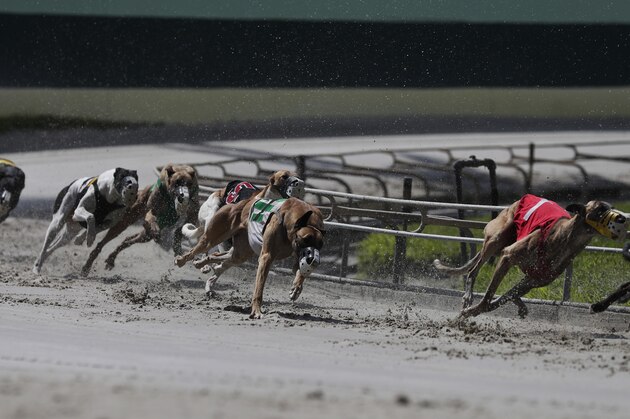 FILE - In this Oct. 4, 2018, file photo, greyhound dogs sprint around a turn during a race at the Palm Beach Kennel Club, in West Palm Beach, Fla. Florida greyhound racing will soon hit the finish line as the sport suffered a rout at the ballot box. The state voted 69 to 31 percent Tuesday, Nov. 6, to pass Amendment 13, which bans the sport beginning on Jan. 1, 2021. (AP Photo/Brynn Anderson, File)