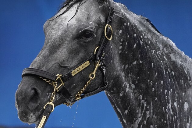 Kentucky Derby entrant Essential Quality gets a bath after a workout at Churchill Downs Thursday, April 29, 2021, in Louisville, Ky. The 147th running of the Kentucky Derby is scheduled for Saturday, May 1. (AP Photo/Charlie Riedel)