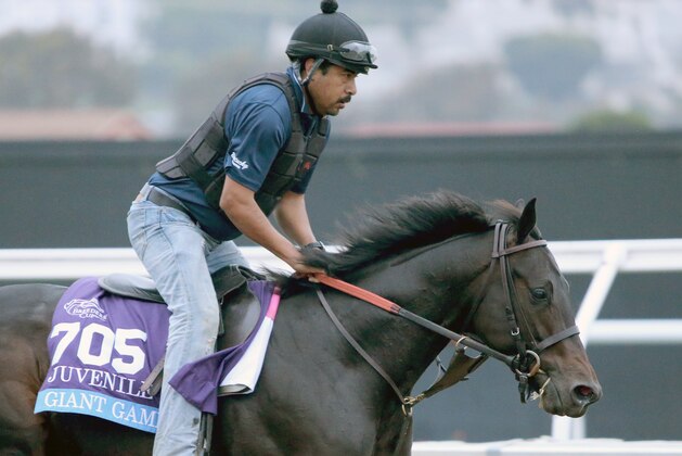 DEL MAR, CA- NOVEMBER 2: Giant Game on track in preparation for the Breeders Cup at Del Mar Race Track on November 2, 2021 in Del Mar, California. (Photo by Horsephotos/Getty Images)