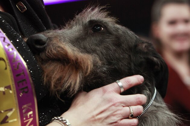 Hickory, a Scottish deerhound, is held after winning best in show at the 135th Westminster Kennel Club Dog Show, Tuesday, Feb. 15, 2011, at Madison Square Garden in New York. (AP Photo/Frank Franklin II)